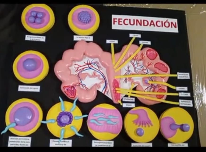 Maqueta del proceso de fecundación