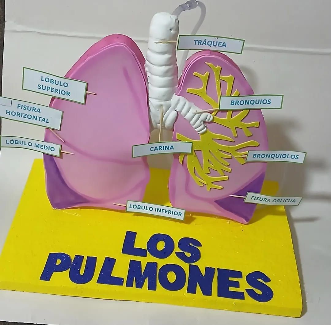 Maqueta anatómica de los pulmones